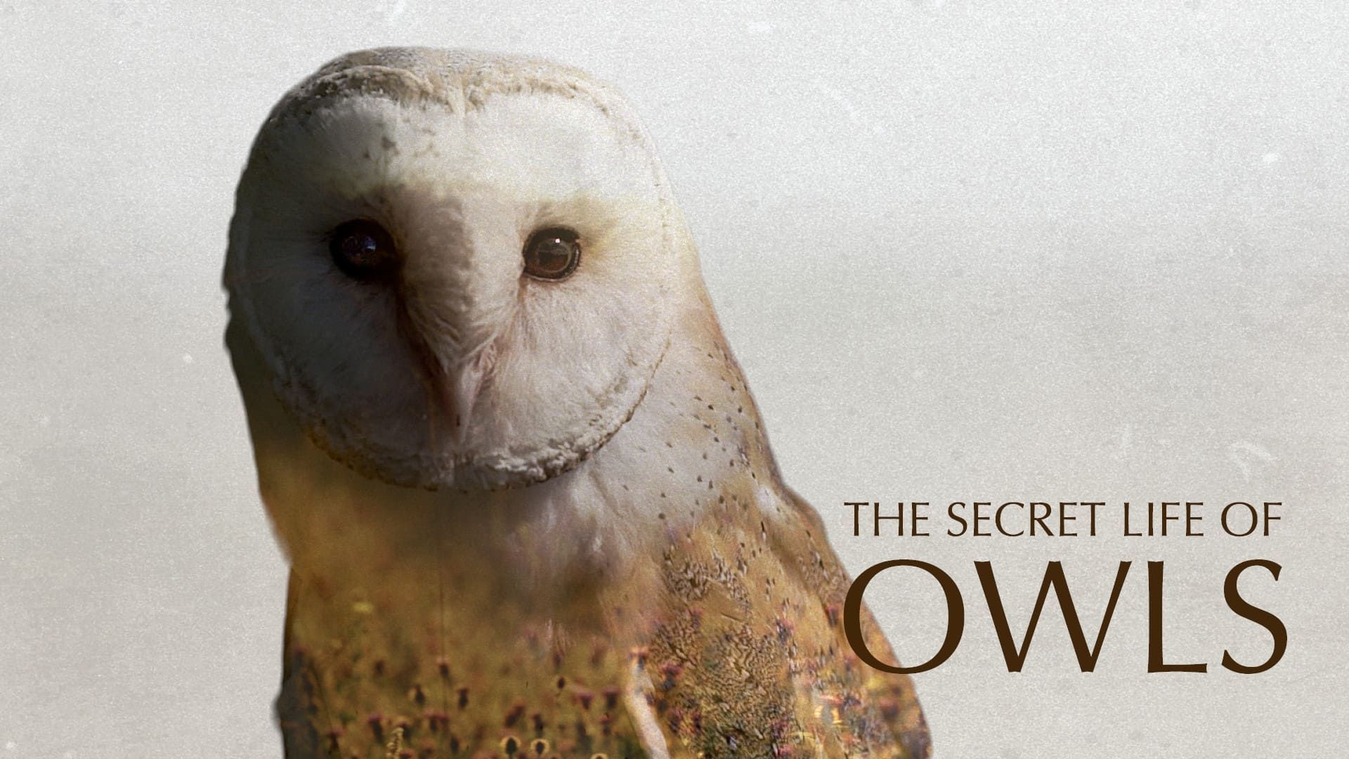 The Secret Life of Owls background
