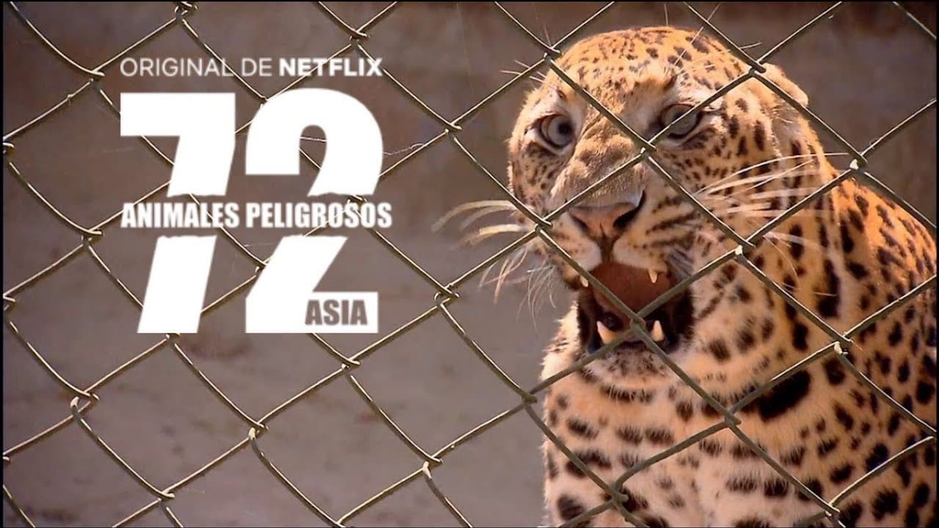 72 Dangerous Animals - Asia background