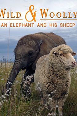 Wild and Woolly: An Elephant and His Sheep