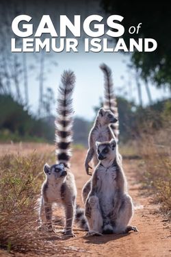 Madagascar: Les gangs de lémuriens