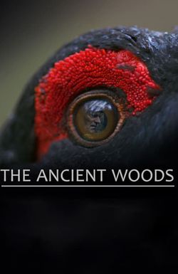 The Ancient Woods