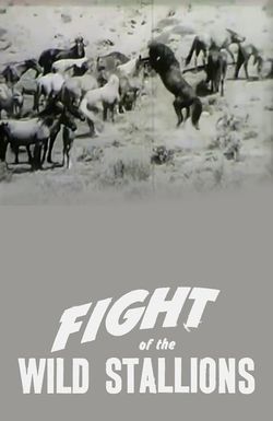 Fight of the Wild Stallions