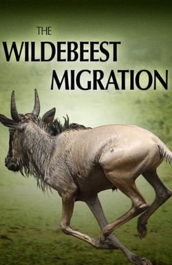 The Wildebeest Migration