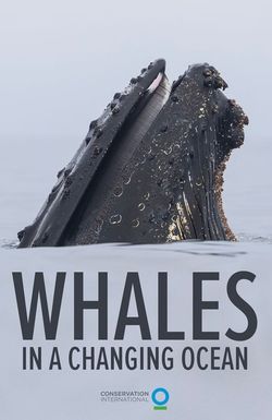 Whales in a Changing Ocean