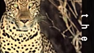 Episode 20 Leopards of the Night with David Attenborough