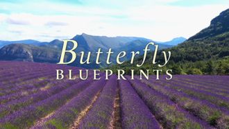 Episode 23 Butterfly Blueprints