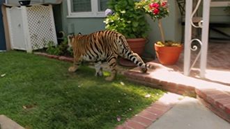 Episode 11 Tiger in My Backyard