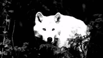 Episode 3 White Wolf of Newfoundland