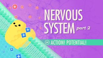 Episode 9 Nervous System Part 2: Action! Potential!