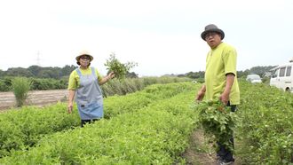 Episode 20 Coriander Farmers in Pursuit of Happiness