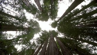 Episode 10 Seasonal Forests
