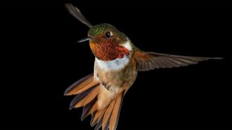Episode 5 Hummingbirds: Magic in the Air