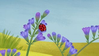 Episode 15 Spot the Ladybird