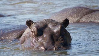 Episode 10 Hippos: Africa's River Giants