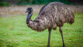 Episode 9 Journey to the Valley of the Emu