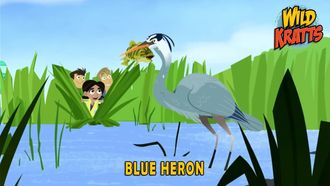 Episode 11 Blue Heron