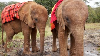 Episode 4 Baby Elephant Rescue