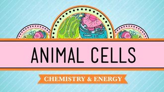 Episode 4 Animal Cells