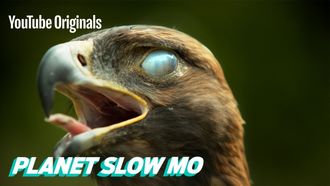 Episode 5 Super Slow Motion Birds