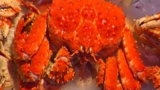 Episode 10 Flay vs. Freitag: Alaskan King Crab