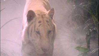 Episode 8 White Tiger