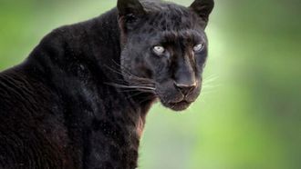Episode 9 Chandar, the Black Leopard of Ceylon: Part 2