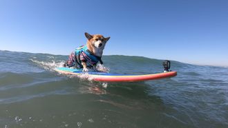 Episode 5 The Surfing Corgi & Bee Dogs