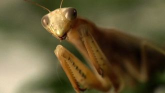 Episode 7 Aliens and Insects
