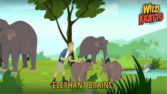 Episode 8 Elephant Brains