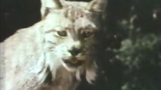 Episode 8 Lefty, the Dingaling Lynx