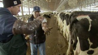 Episode 11 Dairy Cow Midwife