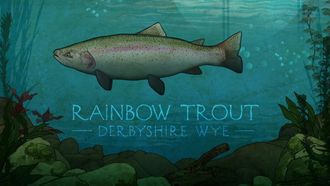 Episode 3 Rainbow Trout in the Monsal Valley