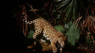 Episode 1 Jaguar: Year of the Cat
