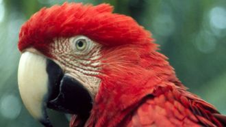 Episode 8 The Real Macaw