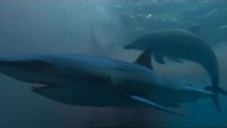 Episode 6 Great White Shark: A Living Legend
