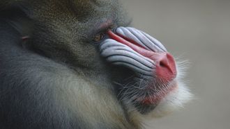 Episode 3 Mask of the Mandrill