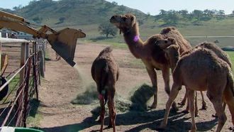 Episode 14 Camel Rancher