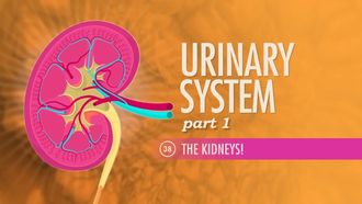 Episode 38 Urinary System Part 1: The Kidneys!