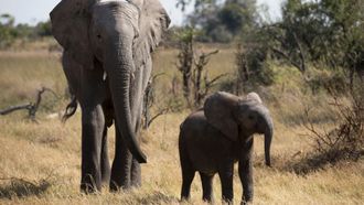 Episode 1 Naledi: One Little Elephant