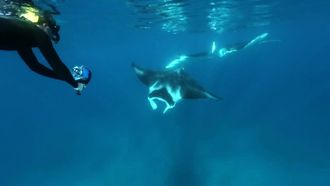 Episode 11 Swimming with Manta Rays