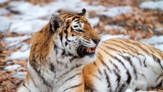 Episode 1 Siberian Tiger Quest