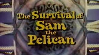 Episode 15 The Survival of Sam the Pelican