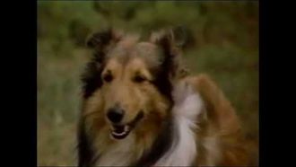 Episode 17 The Little Shepherd Dog of Catalina
