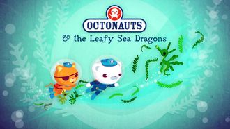 Episode 18 The Leafy Sea Dragons