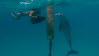 Episode 2 Dances with Dolphins