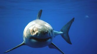 Episode 4 Great White Shark: Uncaged