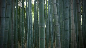Episode 8 Bamboo Culture: New Life in Spring Enriches the Ancient Capital