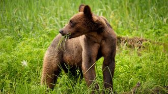 Episode 1 A Baby Grizzly's Story