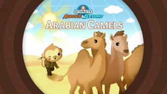 Episode 20 Arabian Camels