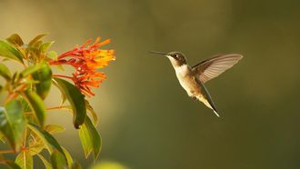 Episode 1 Super Hummingbirds